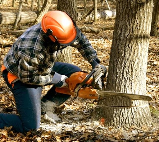 Tree Removal in Jeffersonville, GA